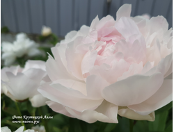 Пион Nancy Nora (Нэнси Нора)