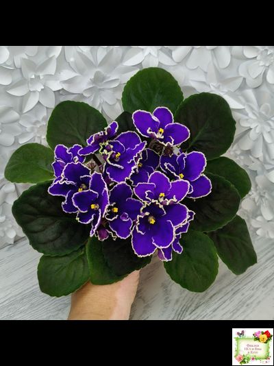 ЛЕ-Прекрасная Креолка (Е. Лебецкая) 2009 г