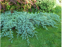 Можжевельник чешуйчатый Blue Carpet, C2