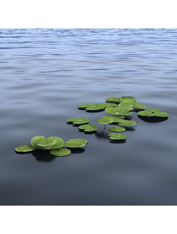 водные Водные растения 14