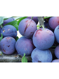 Слива  Ника (ранний)