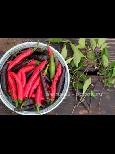 Перец сладкий Мурасаки Тогараши Ямато, 10 шт