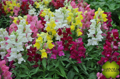 ЛЬВИНЫЙ ЗЕВ 4 шт