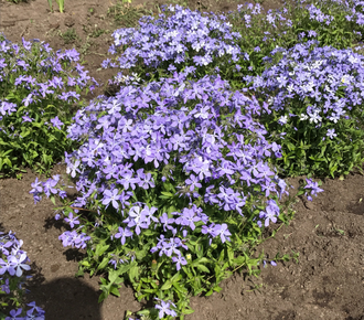 Флокс растопыренный "Дириго Айс" Phlox divaricata Dirigo Ice