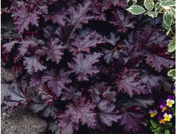 Гейхера Palace Purple, C2