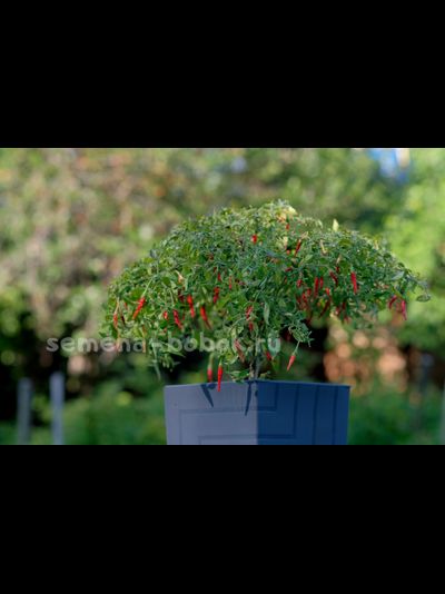 Острый ампельный перчик, 10 шт