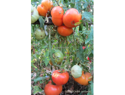 Томат Гавайский ананас (Hawaiian Pineapple)