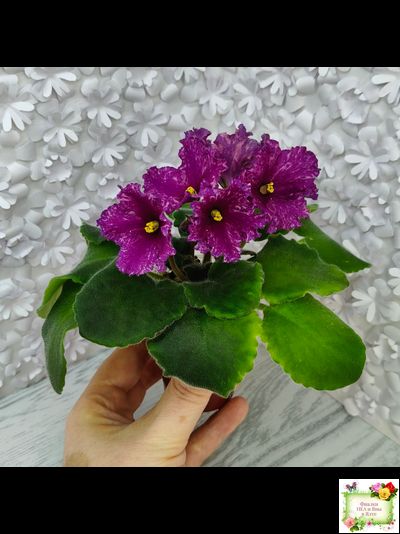 АВ-Тайны Востока (Фиалковод) 2022 г. (детка)