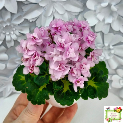 Goldilocks (L.Ray) (Голдилокс) (гёрл-лист с кроновой пестролистностью)