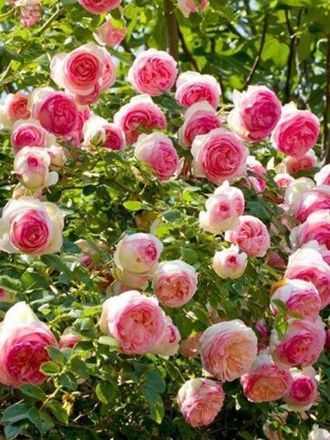 Пьер де Ронсар