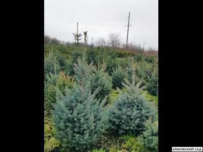 Ель Глаука - Glauca