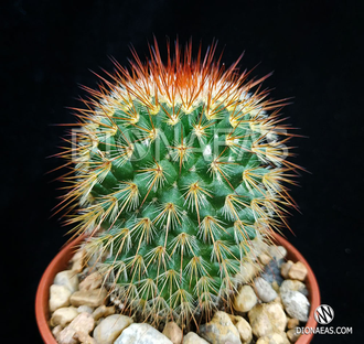 Mammillaria Spinosissima