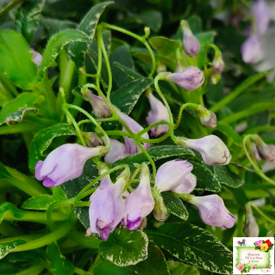 ЛЕ-Шотландский Вереск (Е. Лебецкая) мини трейлер