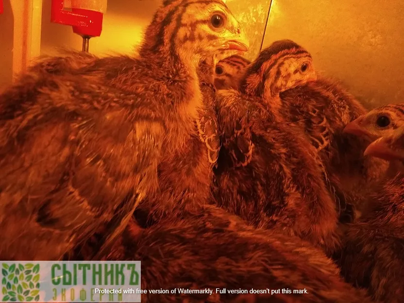 маленькие фермерские цесарки