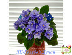 ЛЕ-Голубой Дунай (Е. Лебецкая) 2018 трейлер (пасынок сорт посажен 20.10.25)