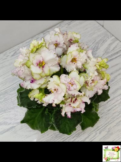 АВ-Любимая Игрушка (Фиалковод) 2015 г.