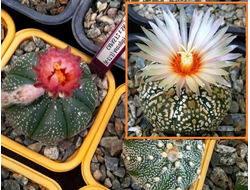 Astrophytum CAPAS F2 Х A.cv.Super Kabuto Х A.asterias (best nice A) - 5 семян