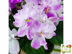 LV-Кирюша (Л. Шевелева) 2022 г. трейлер (клакамас)