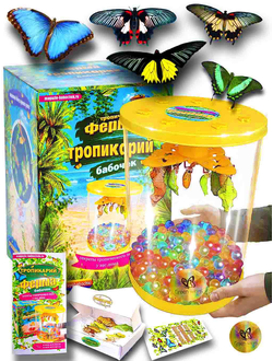 Ферма бабочек 5 шт. куколок.( с куколкой большой голубой бабочки)