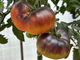 Оранжевый орангутанг (Orange Orangutan)