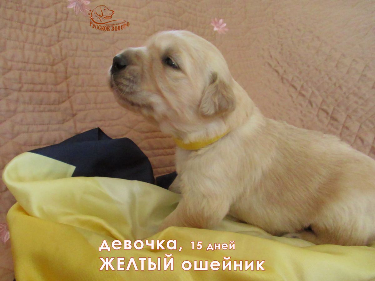 РЗ Пальмира Северная, девочка желтый ошейничек, 15 дней