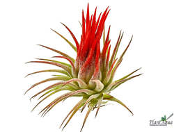 Тилландсия Ionantha Fuego