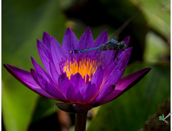 Нимфея Линдсей Вудс