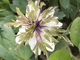 Anemone nemorosa Explosion