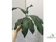 Ficus (T18) Mango leaf / фикус Нервоза