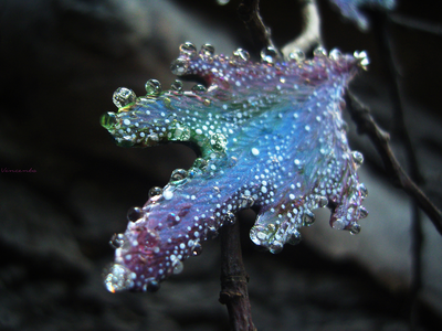 "Крылышки феи Рассветного сада", крупные серьги с капельками