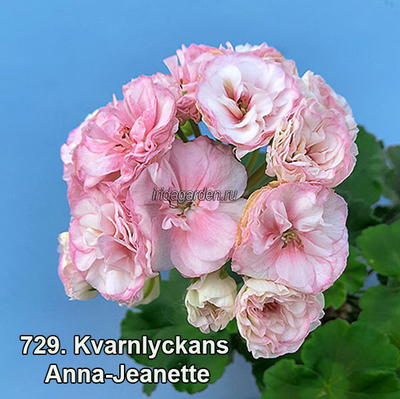 Пеларгония Kvarnlyckans Anna-Jeanette