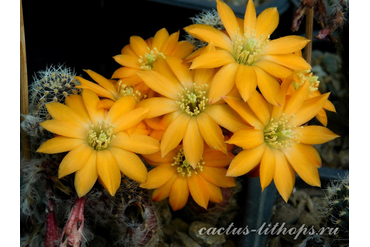 Mediolobivia pygmaea 'haagei' v.canacruzensis MB 17