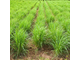 Лемонграсс (Lemongrass/Cimbopogon citratus) Иран, 5 мл - 100% натуральное эфирное масло