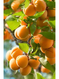 Абрикос Россиянин