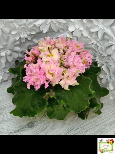 АВ-Златые Горы (Фиалковод) 2021 г.