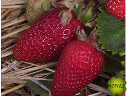 КЛУБНИКА "СИЗОЖЕ" (РЕМОНТАНТНАЯ, ОЧЕНЬ ВКУСНАЯ И КРУПНАЯ)