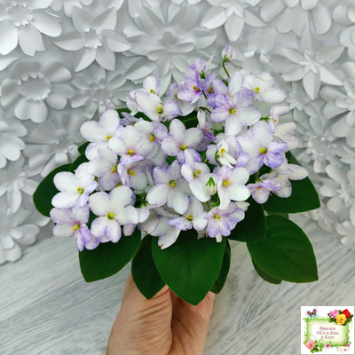 Белый Клоун (Е. и Я. Немчиновы) 2025 г. трейлер