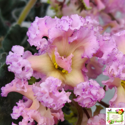 РМ-Оранжевое Лето (Н. Скорнякова) 2022 г.