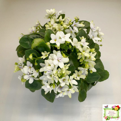 Broadway Star Trail (Селекционер неизвестен) трейлер