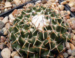 Coryphantha maiz-tablasensis - 5 семян