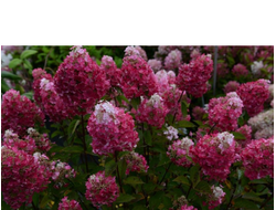 Самарская Лидия (Samarskya Lydia, Framboisine, Фрамбуазин)