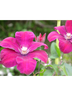 Клематис Rouge Cardinal (Руж кардинал), контейнер 2л