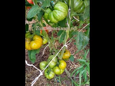 Томат Kozula 179 (Zebra Zolta /Volta , Польша)