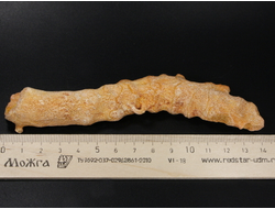 Коралл природный, Индонезия (138*35*20 мм, 53 г) №27545