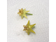 Hoya Platicaulis yellow flowers