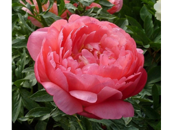 Пион Корал Сансет (Coral Sunset)