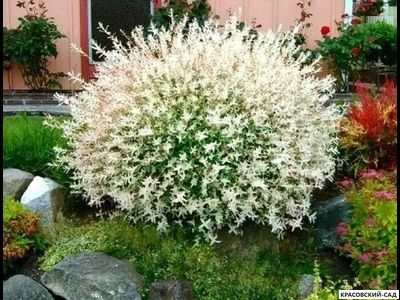 Ива Хакура-Нишики - Hakuro Nishiki