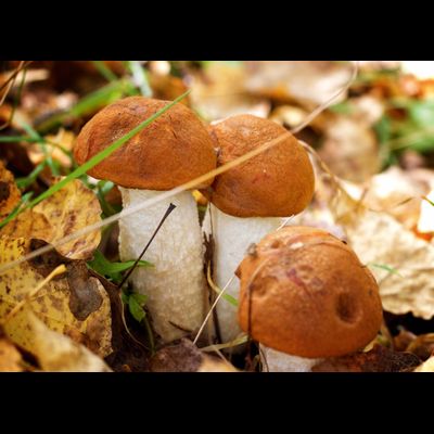 D0462 Грибочки