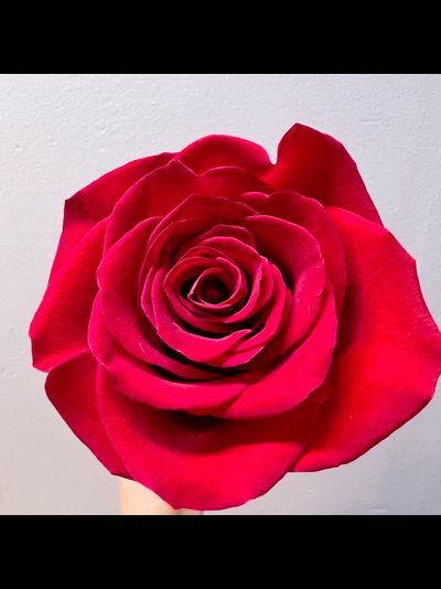 Роза Эквадор красная