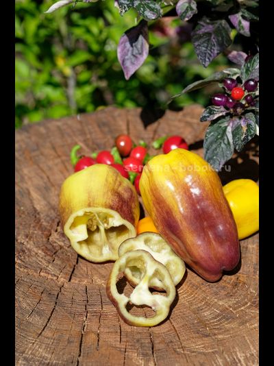 Перец сладкий Blot (Клякса), 10 шт